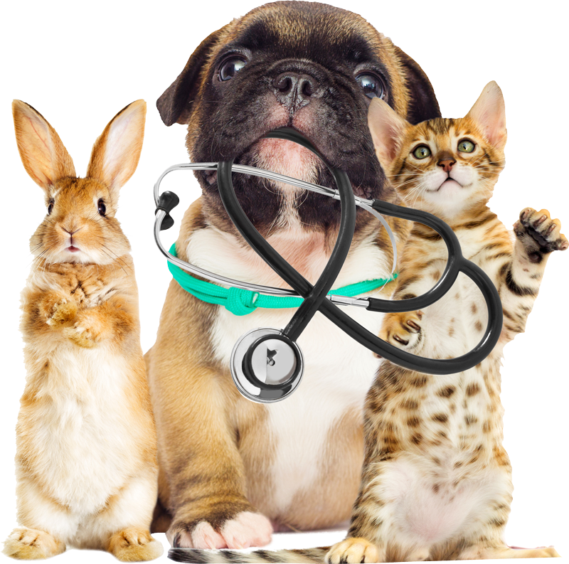 Dieren