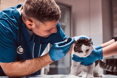 Vet Care