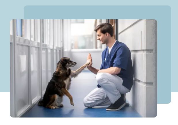 Hond Dierenarts Poot Hand