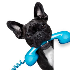 Dog Phone Telephone