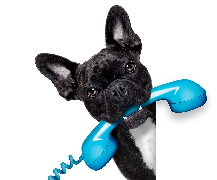 Dog Phone Telephone